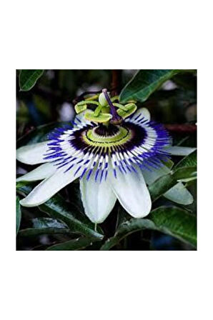 Passiflora Tohumu 3 Adet Tohum Pasiflora Saat Çiçeği
