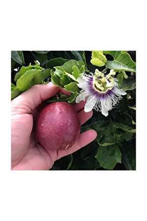 Passiflora Tohumu 3 Adet Tohum Pasiflora Saat Çiçeği