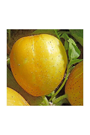 Nadir İthal Limon Salatalık Tohumu 5 Adet Tohum Sarı Salatalık Lemon Cucumber