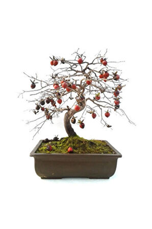 Bodur Trabzon Hurma Bonzai Ağacı Ekim Seti 1 Adet Tohum Saksı Toprak Kombin