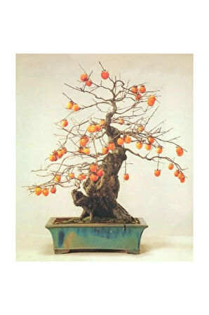 Bodur Trabzon Hurma Bonzai Ağacı Ekim Seti 1 Adet Tohum Saksı Toprak Kombin