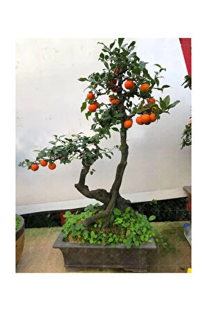 Bodur Trabzon Hurma Bonzai Ağacı Ekim Seti 1 Adet Tohum Saksı Toprak Kombin