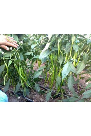 Tatlı Kıl Biber Tohumu 25 Adet Tohum Sivri Tatlı Biber