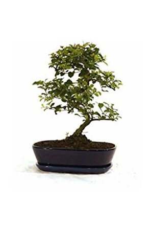 Mor Tesbih Bonzai Ağacı Tohumu 5 Adet Bonsai Ağacı Tohumu
