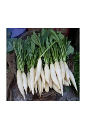 İthal Nadir Beyaz Japon Turpu Tohumu 50 Adet Tohum Daikon Turp Tohumu