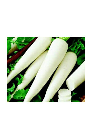 İthal Nadir Beyaz Japon Turpu Tohumu 50 Adet Tohum Daikon Turp Tohumu