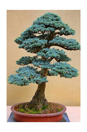 Bodur Mavi Selvi Bonzai Ağacı Tohumu 5 Adet Bonsai Ağacı Tohumu