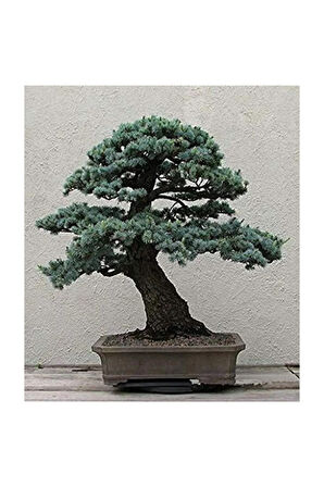 Bodur Mavi Selvi Bonzai Ağacı Tohumu 5 Adet Bonsai Ağacı Tohumu