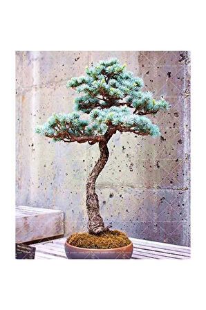 Bodur Mavi Selvi Bonzai Ağacı Tohumu 5 Adet Bonsai Ağacı Tohumu