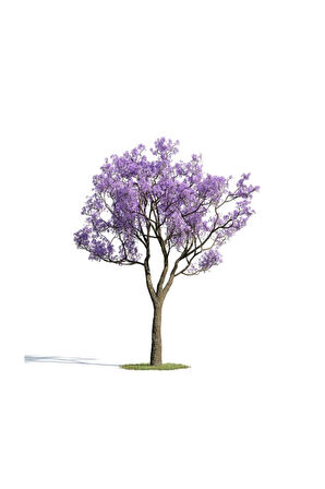 Nadir Jakaranda Ağacı Tohumu 100 Adet Tohum Jacaranda Mimosifolia