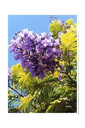 Nadir Jakaranda Ağacı Tohumu 100 Adet Tohum Jacaranda Mimosifolia
