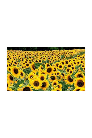 Ayçiçeği Tohumu 10 Adet Tohum Günebakan Çiğdem