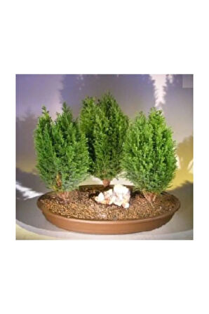 Bodur Cupresssus Bonzai Ağacı Ekim Seti 5 Adet Tohum Saksı Toprak Kombin