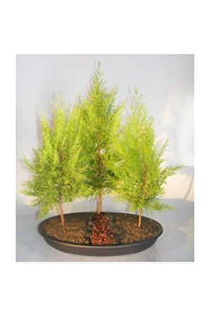 Bodur Cupresssus Bonzai Ağacı Ekim Seti 5 Adet Tohum Saksı Toprak Kombin