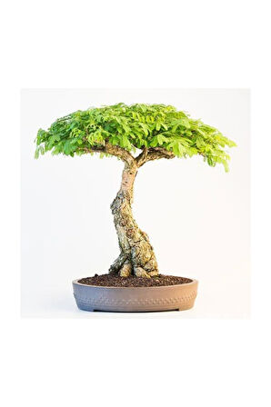 Bodur Gümüş Akasya Bonzai Ağacı Tohumu 5 Adet Tohum Bonsai Ağacı Tohumu