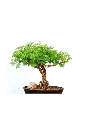 Bodur Gümüş Akasya Bonzai Ağacı Tohumu 5 Adet Tohum Bonsai Ağacı Tohumu
