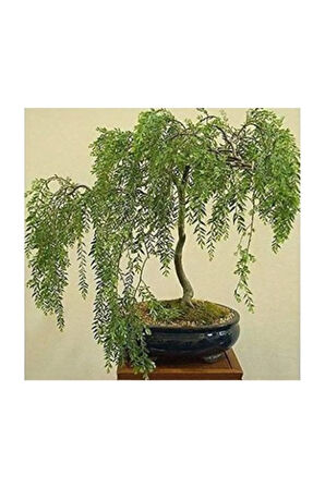 Bodur Gümüş Akasya Bonzai Ağacı Tohumu 5 Adet Tohum Bonsai Ağacı Tohumu
