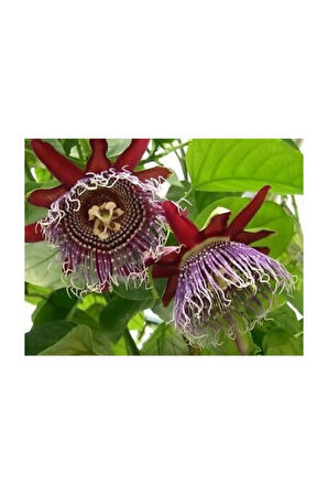 Nadir İthal Passiflora Tohumu 3 Adet Tohum Quadrangularis Pasiflora Tohumu