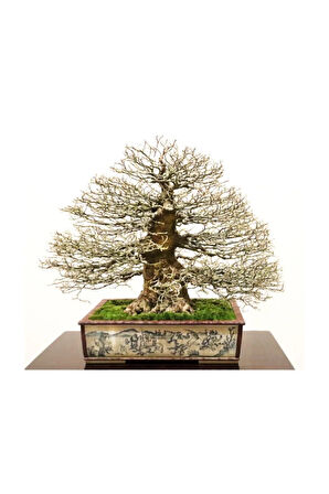 Bodur Enkianthus Bonzai Ağacı Tohumu 5 Adet Tohum Bonsai Ağacı Tohumu