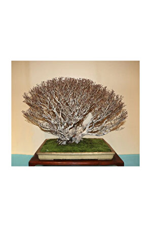 Bodur Enkianthus Bonzai Ağacı Tohumu 5 Adet Tohum Bonsai Ağacı Tohumu