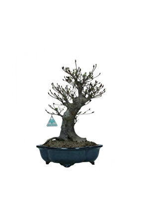 Bodur Enkianthus Bonzai Ağacı Tohumu 5 Adet Tohum Bonsai Ağacı Tohumu