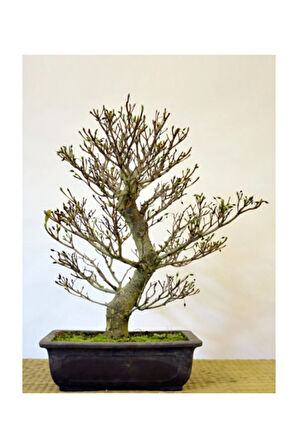 Bodur Enkianthus Bonzai Ağacı Tohumu 5 Adet Tohum Bonsai Ağacı Tohumu
