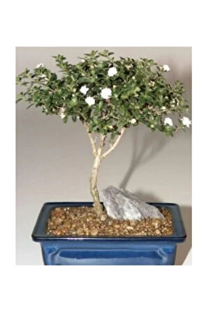 Bodur Beyaz Gül Bonzai Ağacı Ekim Seti 5 Adet Tohum Saksı Toprak Kombin