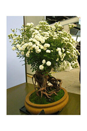 Bodur Beyaz Gül Bonzai Ağacı Ekim Seti 5 Adet Tohum Saksı Toprak Kombin