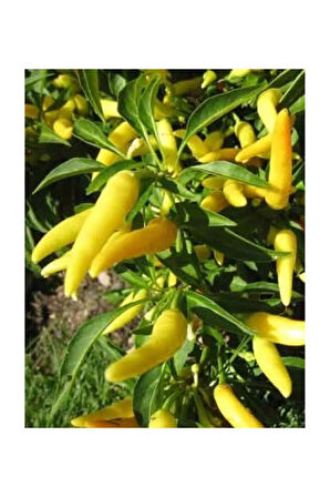 Eko Paket 200 Adet Tohum Sarı Turşuluk Acı Biber Tohumu Sarı Süs Biberi