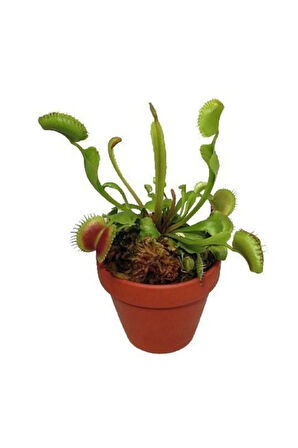 Venus Fly Trap Tohumu 5 Adet Tohum Etçil Bitki Etobur Bitki Sinek Kapan