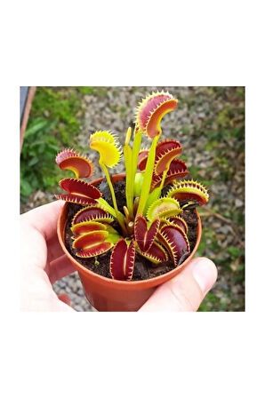 Venus Fly Trap Tohumu 5 Adet Tohum Etçil Bitki Etobur Bitki Sinek Kapan