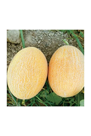 Eko Paket 200 Adet Tohum Ananas Kavun Tohumu Ananas Kavunu Tohumu