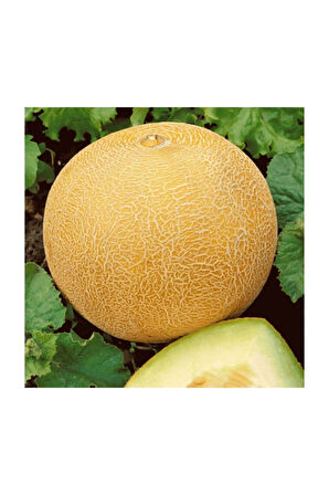 Eko Paket 200 Adet Tohum Ananas Kavun Tohumu Ananas Kavunu Tohumu