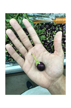 Eko Paket 75 Adet Tohum Nadir Thailand Mini Dolmalık Patlıcan Tohumu