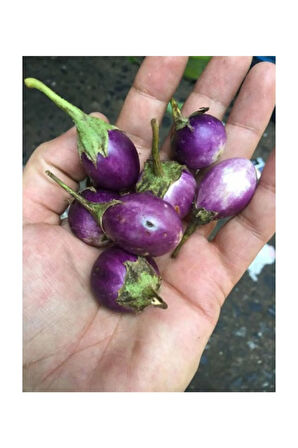 Eko Paket 75 Adet Tohum Nadir Thailand Mini Dolmalık Patlıcan Tohumu