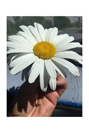 Süper Paket 150 Adet Tohum İthal Dev Papatya Tohumu Alaska Papatyası