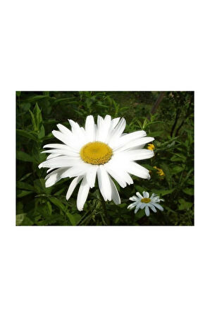 Süper Paket 150 Adet Tohum İthal Dev Papatya Tohumu Alaska Papatyası