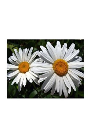 Süper Paket 150 Adet Tohum İthal Dev Papatya Tohumu Alaska Papatyası