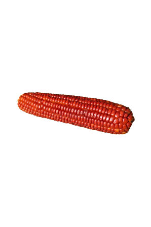 Nadir Ithal Bordo Mısır Tohumu Darı Tohumu 3 Tohum