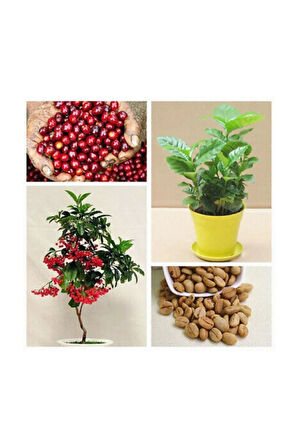 Kahve Bonzai Ağacı Tohumu 5 Adet Bonsai Ağacı Tohumu