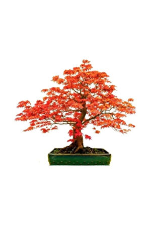 Red Maple Bonzai Ağacı Ekim Seti 5 Adet Tohum Saksı Toprak Kombin