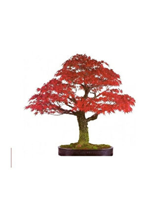 Red Maple Bonzai Ağacı Ekim Seti 5 Adet Tohum Saksı Toprak Kombin