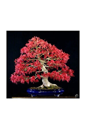 Red Maple Bonzai Ağacı Ekim Seti 5 Adet Tohum Saksı Toprak Kombin