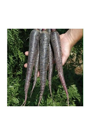 Eko Paket 1000 Adet Tohum Nadir Mor Havuç Tohumu Şalgam Havucu Tohumu