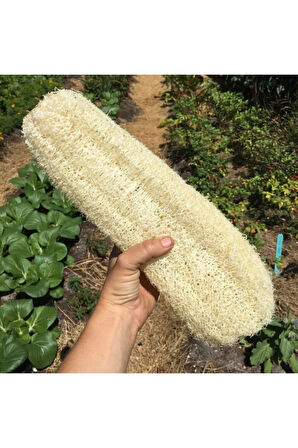 Eko Paket 20 Adet Tohum Nadir Ithal Lif Kabağı Tohumu Kabak Tohumu