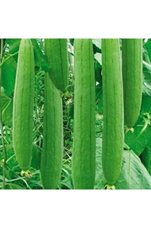 Eko Paket 20 Adet Tohum Nadir Ithal Lif Kabağı Tohumu Kabak Tohumu