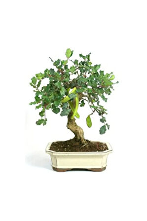 Bodur Keçi Boynuzu Bonzai Ağacı Tohumu 5 Adet Bonsai Ağacı Tohumu