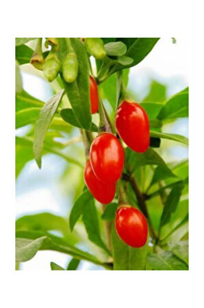 Süper Paket 250 Adet Tohum İthal Goji Berry Tohumu Gojiberry Goji