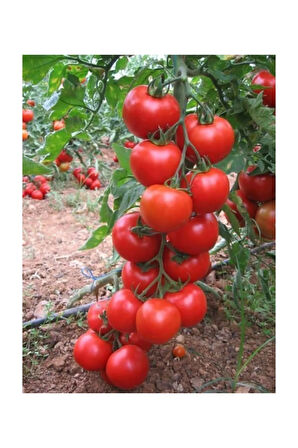 Süper Paket 100 Adet Tohum Ithal Mis Kokul Gerçek Sırık Domates Tohumu