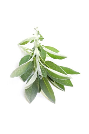 Süper Paket 200 Adet Tohum Nadir Ada Çayı Tohumu Dağ Çayı Dağçayı Tohumu